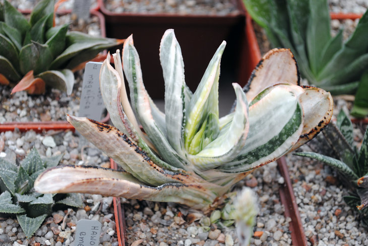 Gasteria disticha f. variegata
