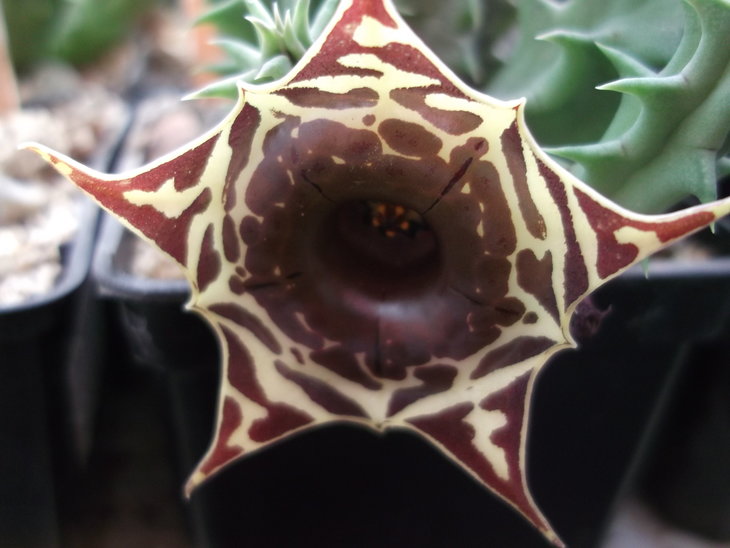 DSCF5222.JPG