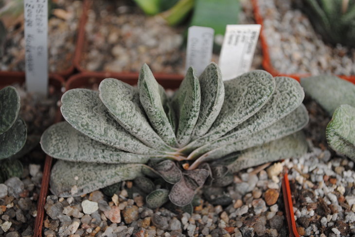 Gasteria baylissiana