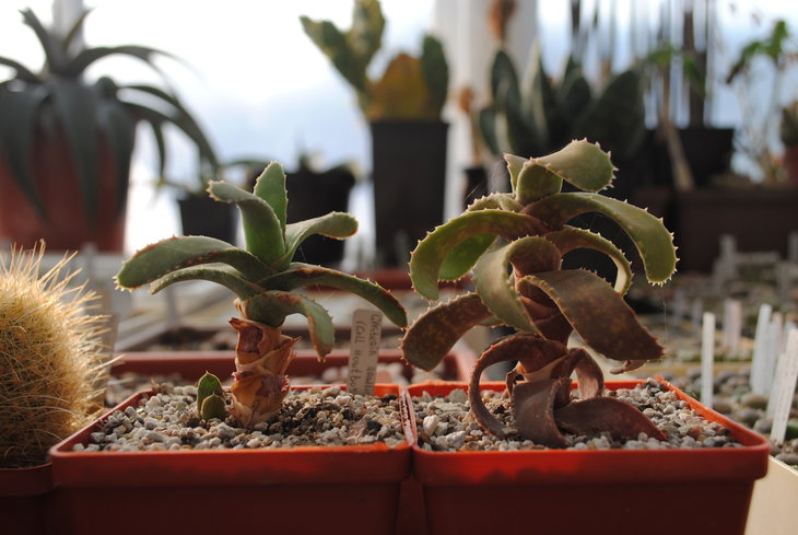 Gasteria rawlinsonii