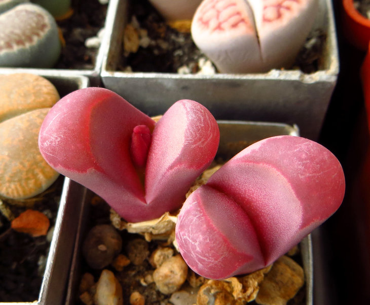 optica Rubra