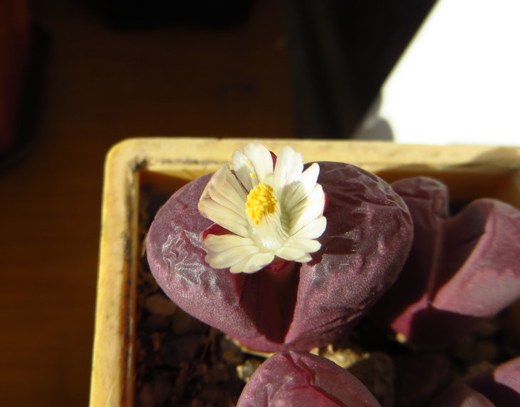 optica Rubra