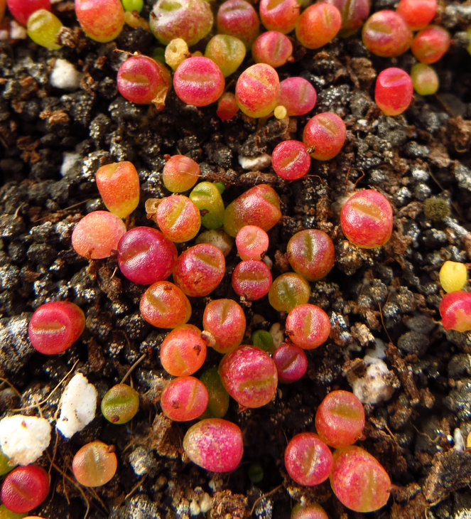optica Rubra