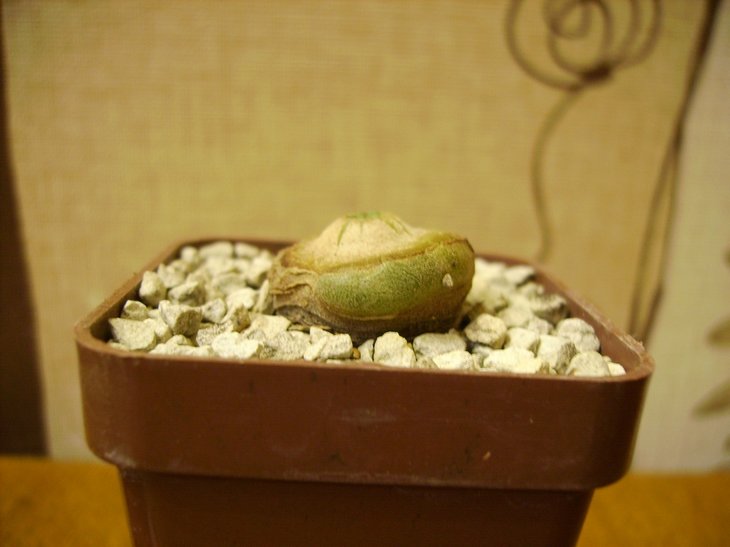 Lophophora diffusa