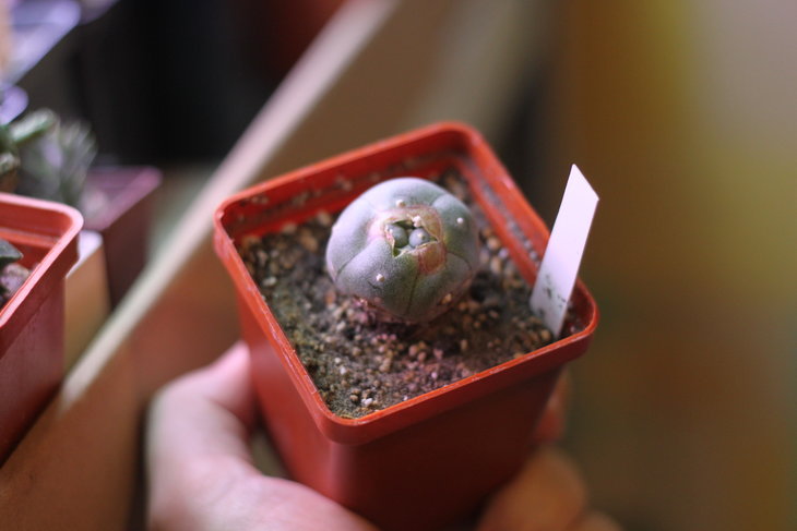 Lophophora williamsii v. Cardona