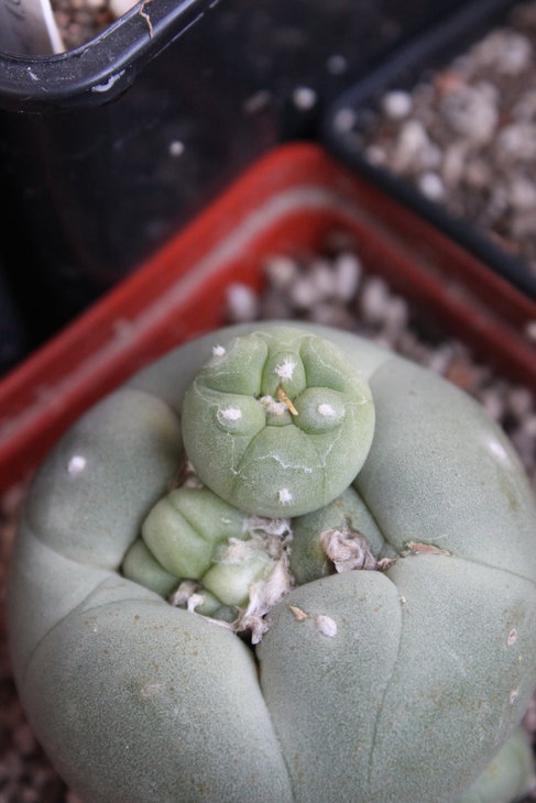 Lophophora diffusa