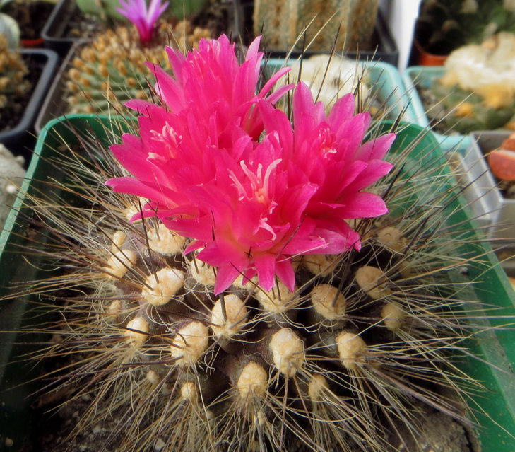 neoporteria villosa