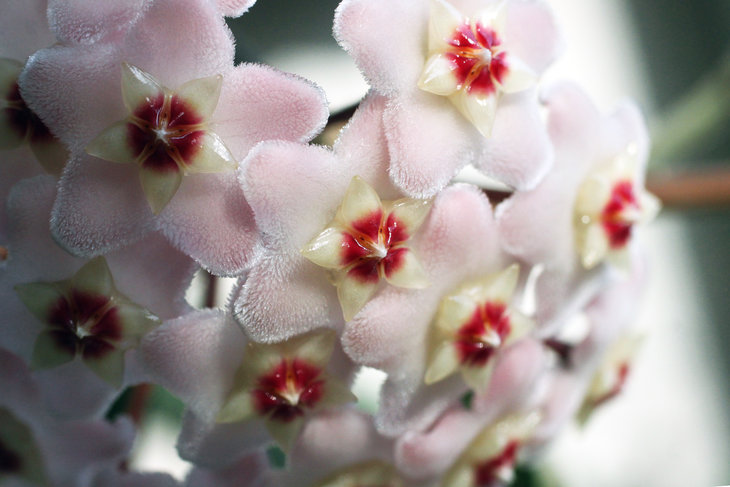 Hoya carnosa