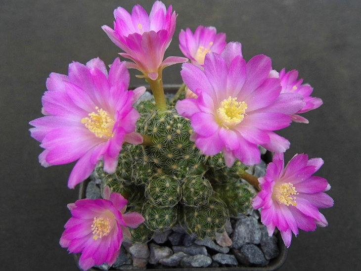 Mammillaria saboae_.jpg