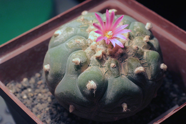 Lophophora fricii Parras