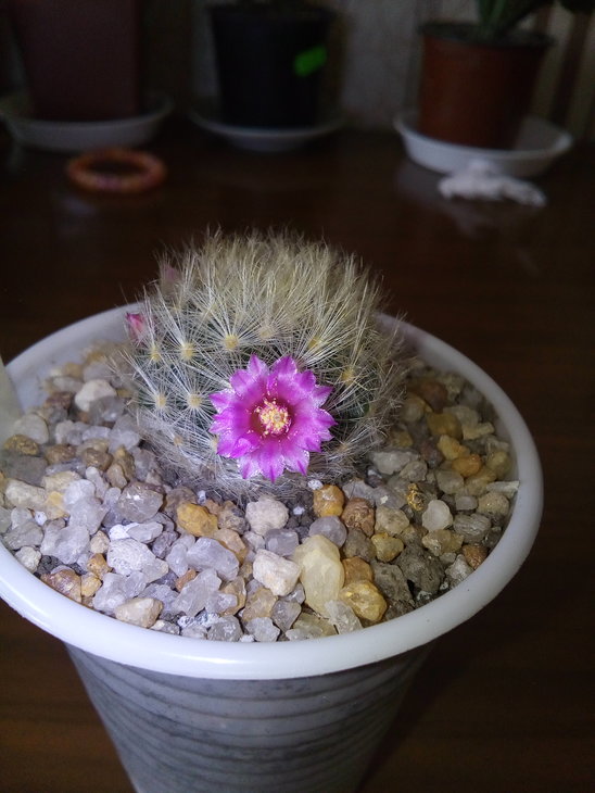 Mammilaria laui cv dansycantha
