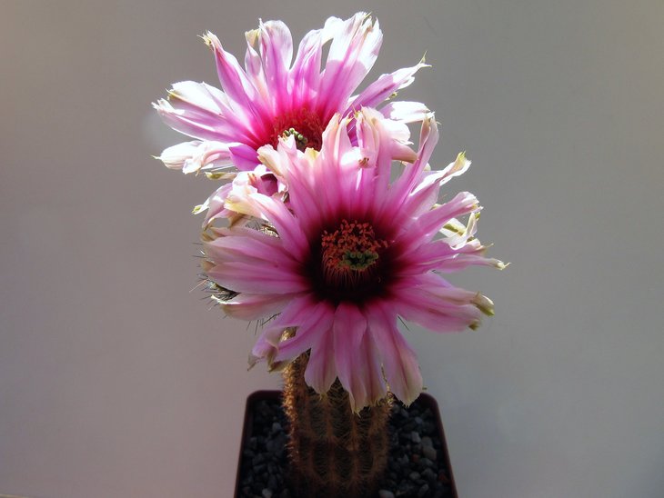 Echinocereus melanocentrus