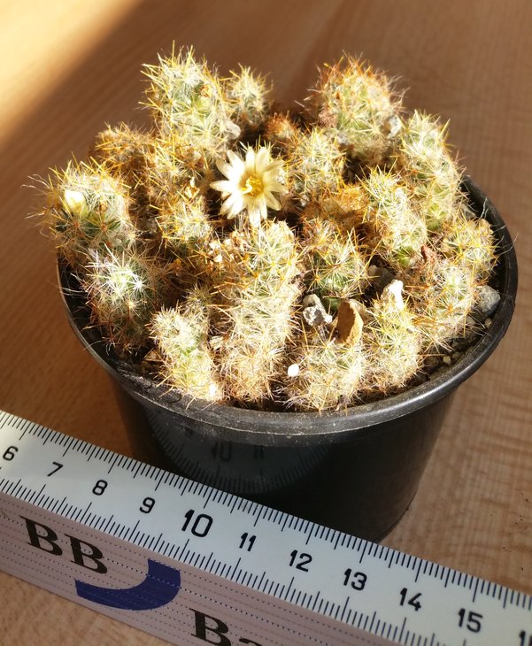 Mam.19 prolifera var.texensis?