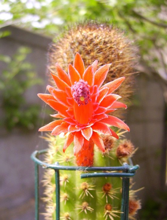 Aylostera fulviseta, graft. Bolivicereus samaipatanus