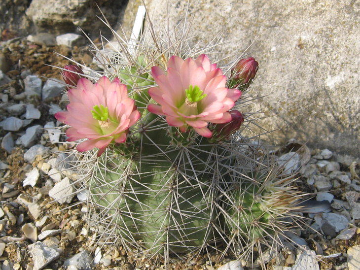 coccineus.JPG