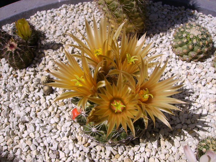 Escobaria missouriensis
