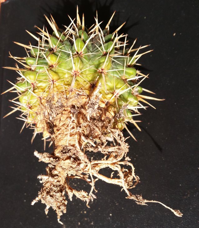 Noto mammulosus-a.jpg