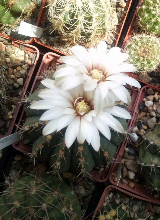 Gymnocalycium vatteri