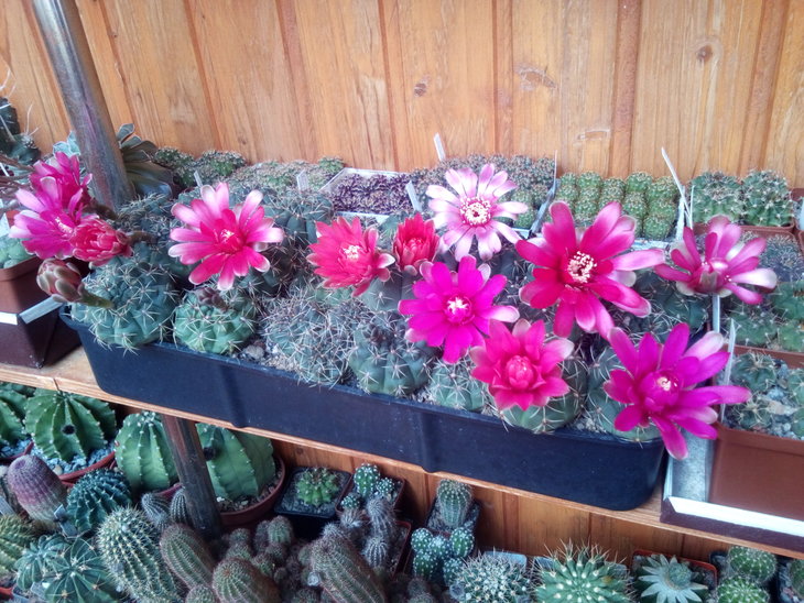 Gymnocalycium baldianum
