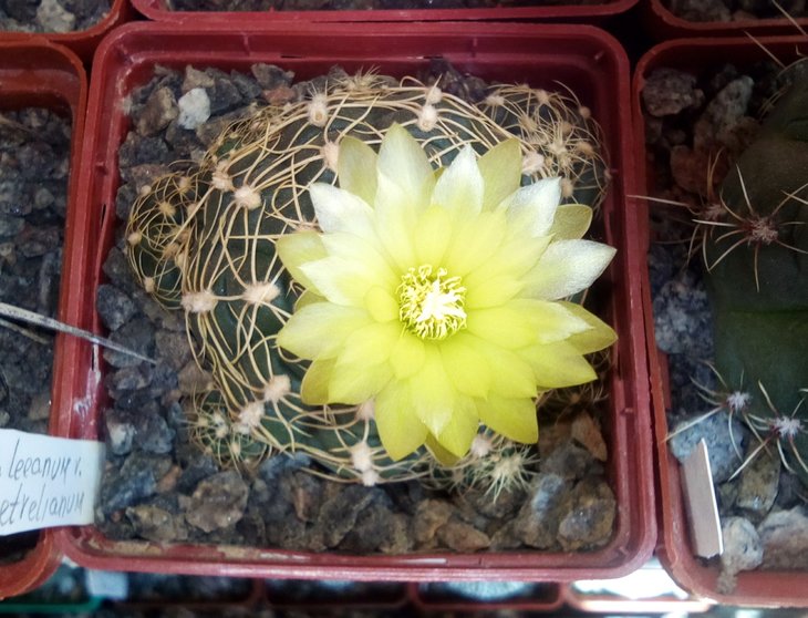 Gymnocalycium netrelianum