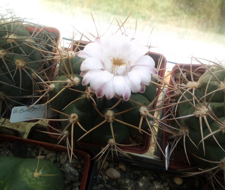 Gymnocalycium eurypleurum