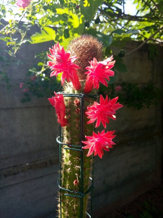Aylostera fulviseta, graft. Bolivicereus samaipatanus