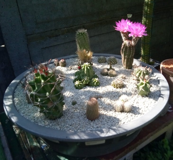 Цветёт Echinocereus reichenbachii perbellus, ''purpureus'', DJF1331