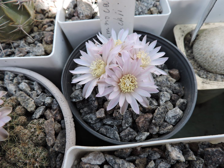 Gymnocalycium bruchii 2.JPG