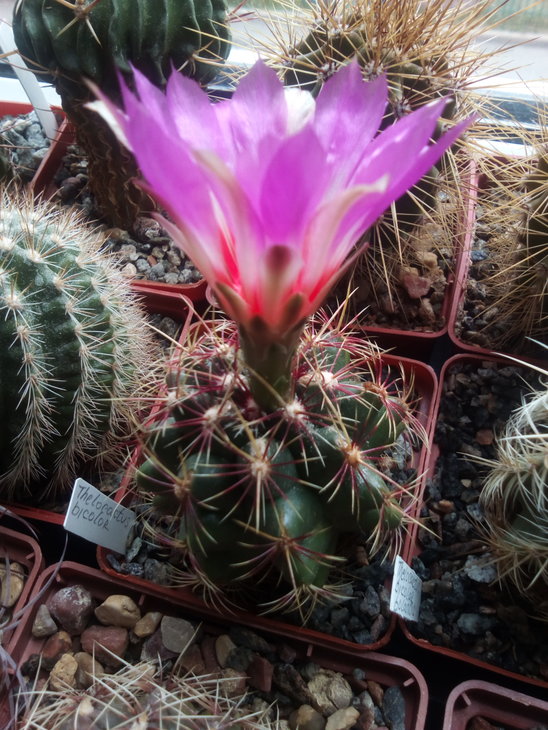 Thelocactus bicolor