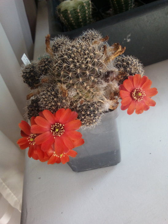 Lobivia castanea