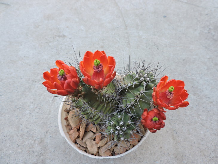 Echinocereus triglochidiatus aff.JPG