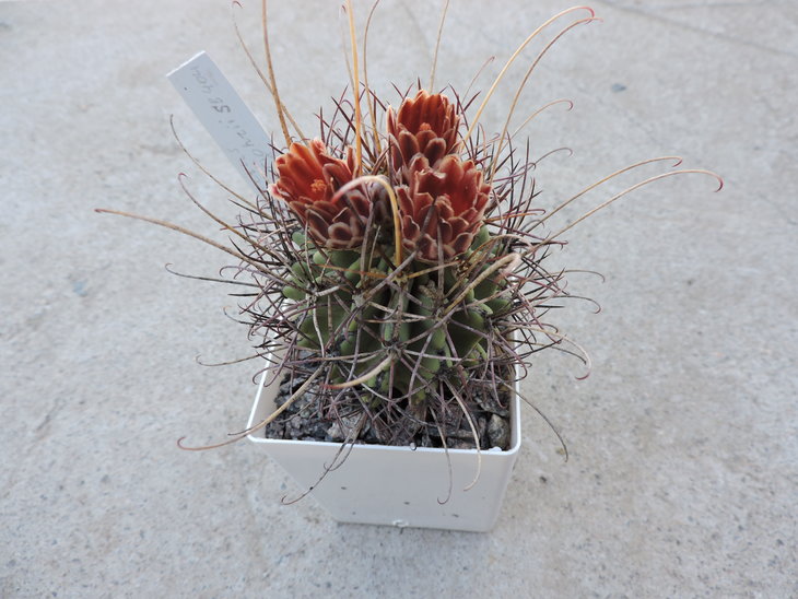 Glandulicactus uncinatus v. wrightii SB 404.JPG