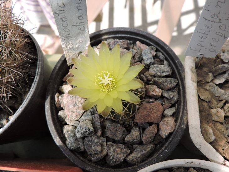 Gymnocalycium netrelianum.JPG