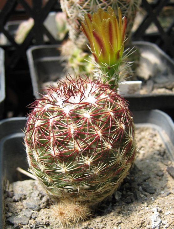 E. chloranthus v. cylindricus SB 378 (3).jpg