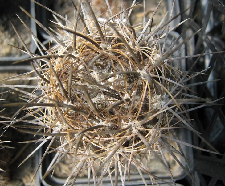 N. pilispina v. pygmaea FK 245 - 77.jpg