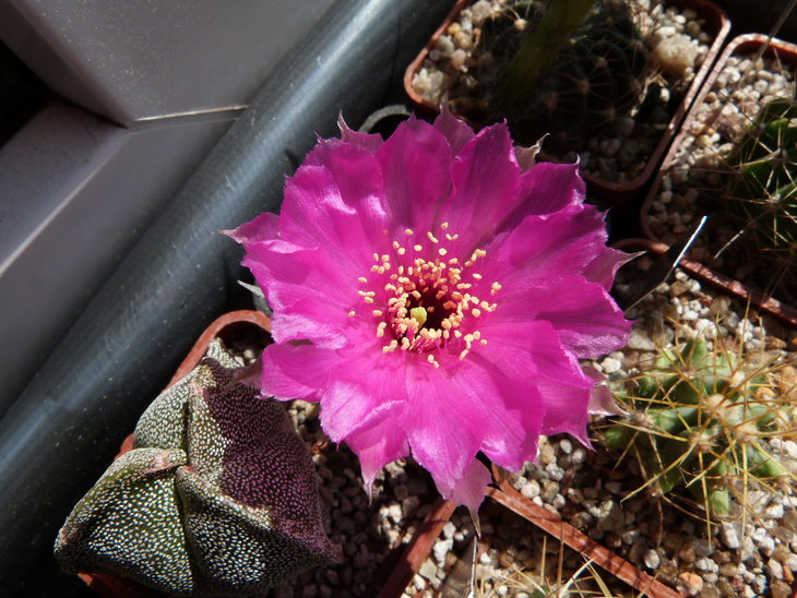Lobivia tiegeliana var. pusilla