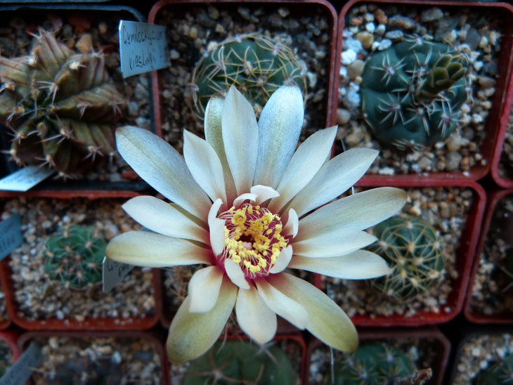 Gymnocalycium papschii