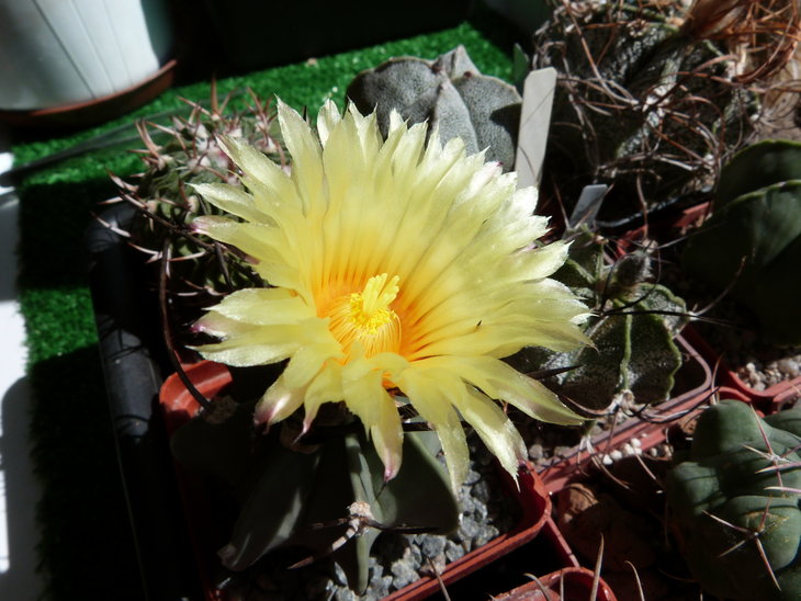 Astrophytum crassispinum