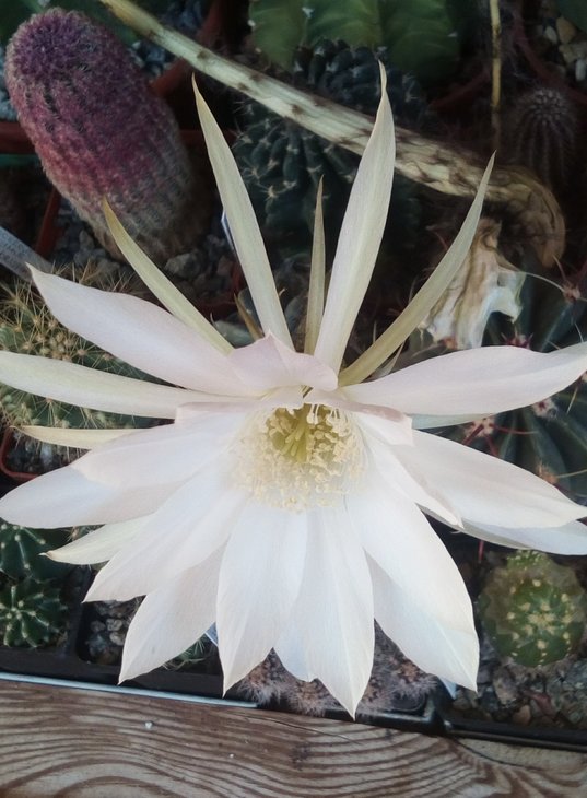 Echinopsis( Pseudolobivia ) ancistrophora