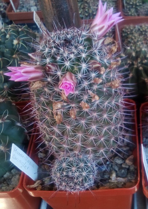 Mammillaria swinglei