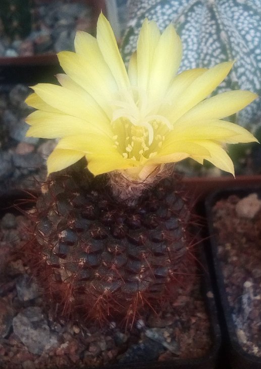 Frailea angelesiae P390