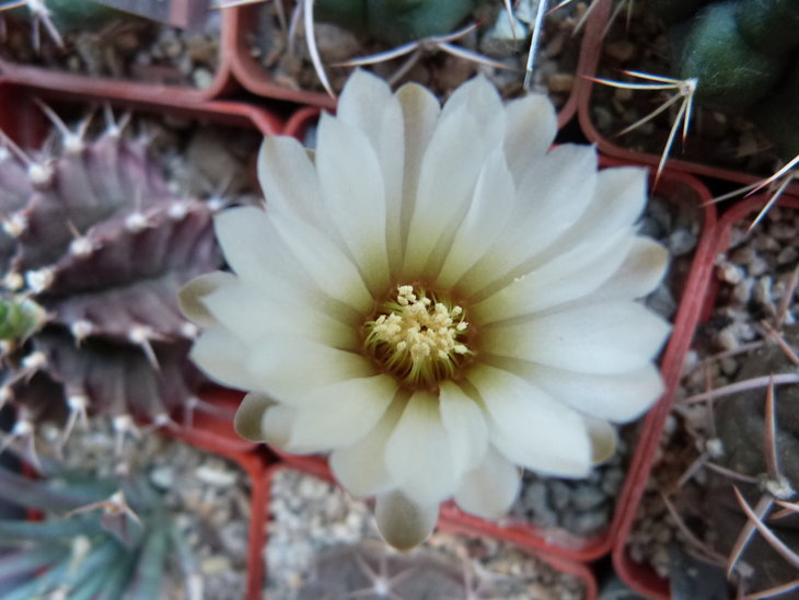 Gymnocalycium riojense v. guasayanense VG