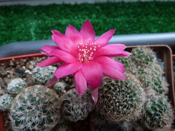 Lobivia schieliana