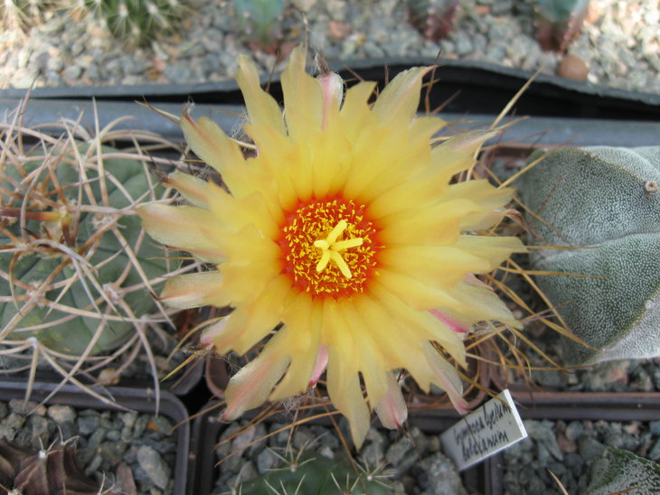 astrophytum capricorne v. aureum