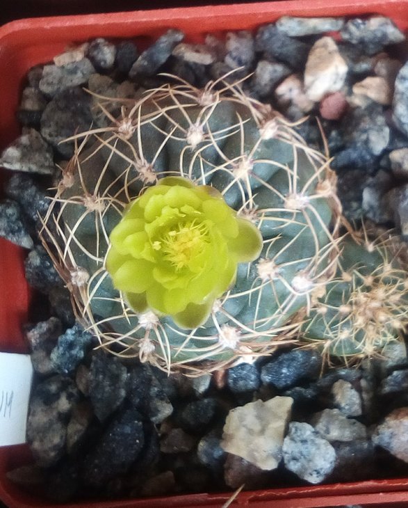 leeanum