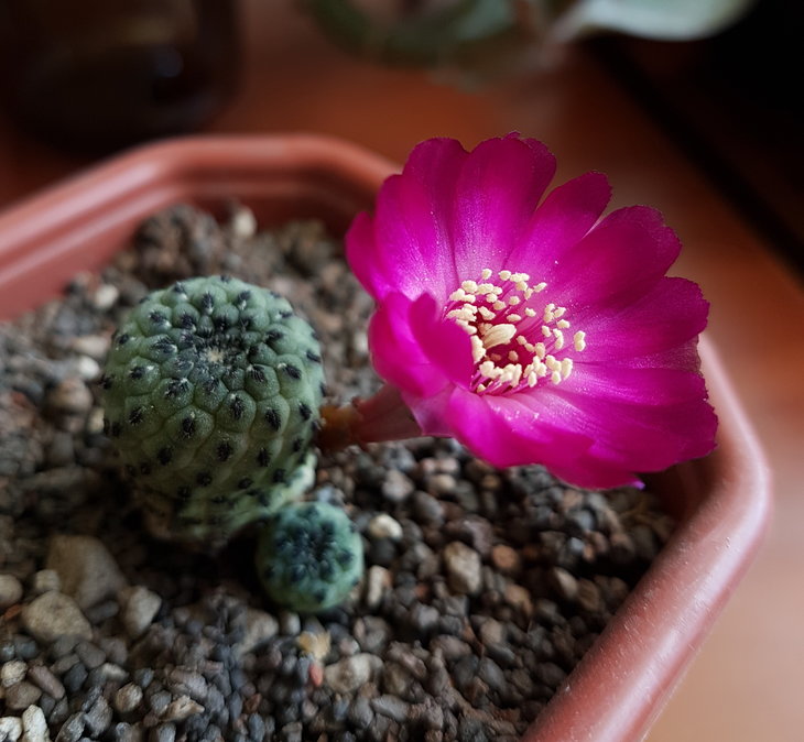 20180608_121123_1.jpg