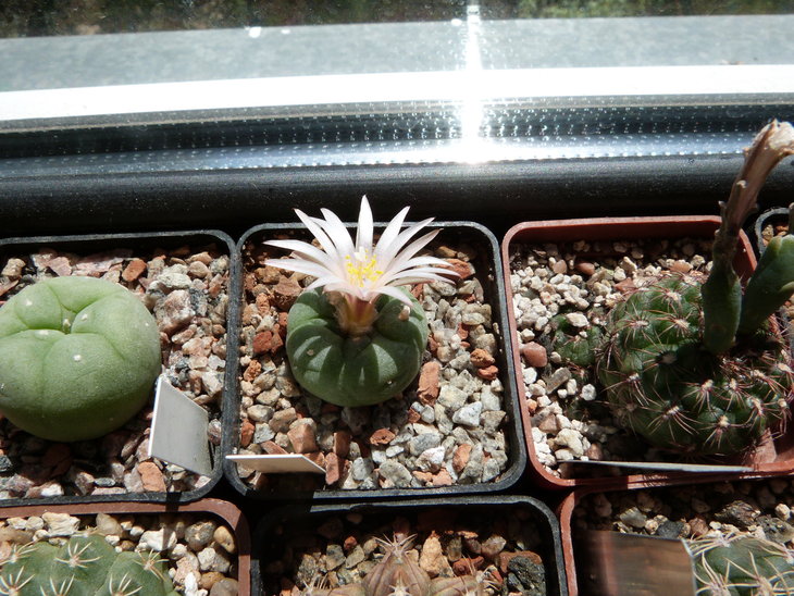 Lophophora koehresii.
