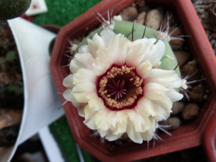 Gymnocalycium pflanzii.Первое цветение за более чем 30 лет.