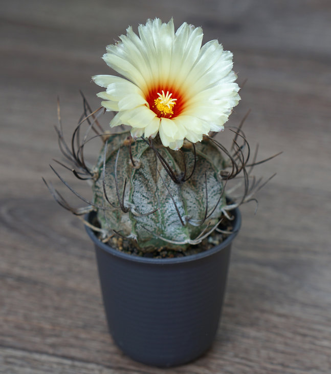 Astrophytum capricorne Shtahelos