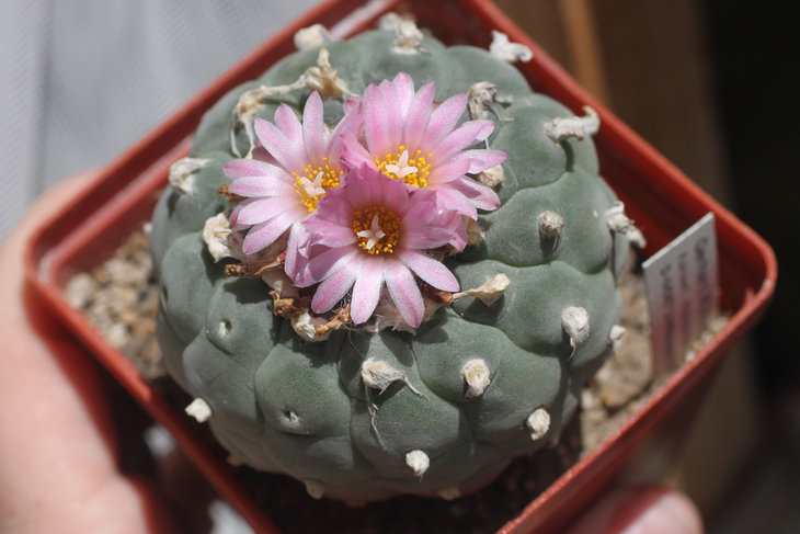 Lophophora fricii